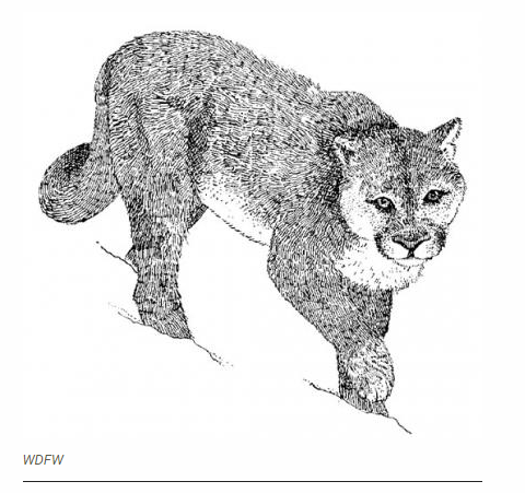 WDFW Cougar